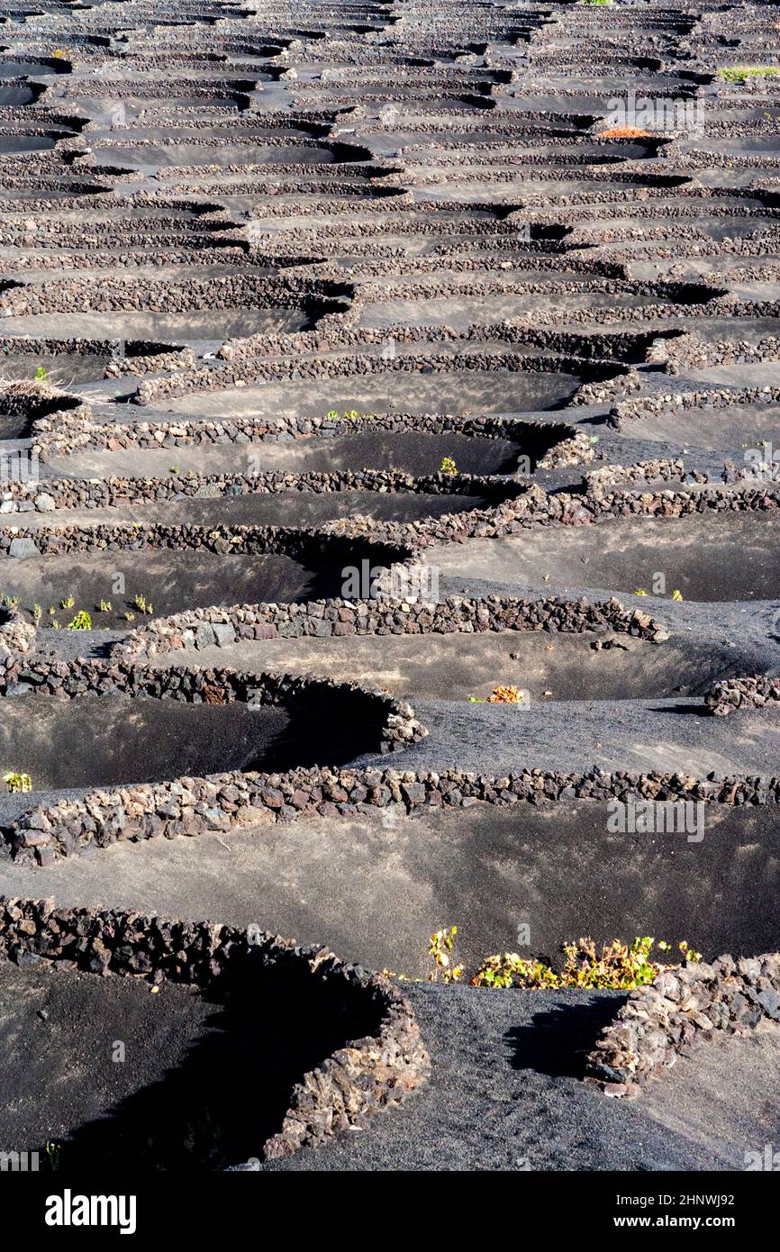Vignobles de la Geria, une région viticole sur sol volcanique Banque D'Images