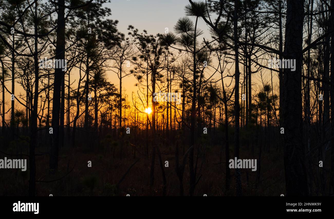 Beau lever de soleil dans la forêt de conifères. Tôt le matin avec des rayons du soleil dans le paysage de la forêt de pins. Banque D'Images