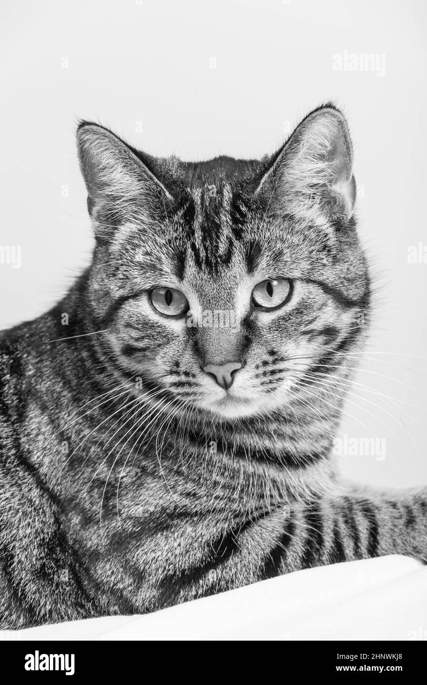 chat tigre mignon isolé sur blanc Banque D'Images