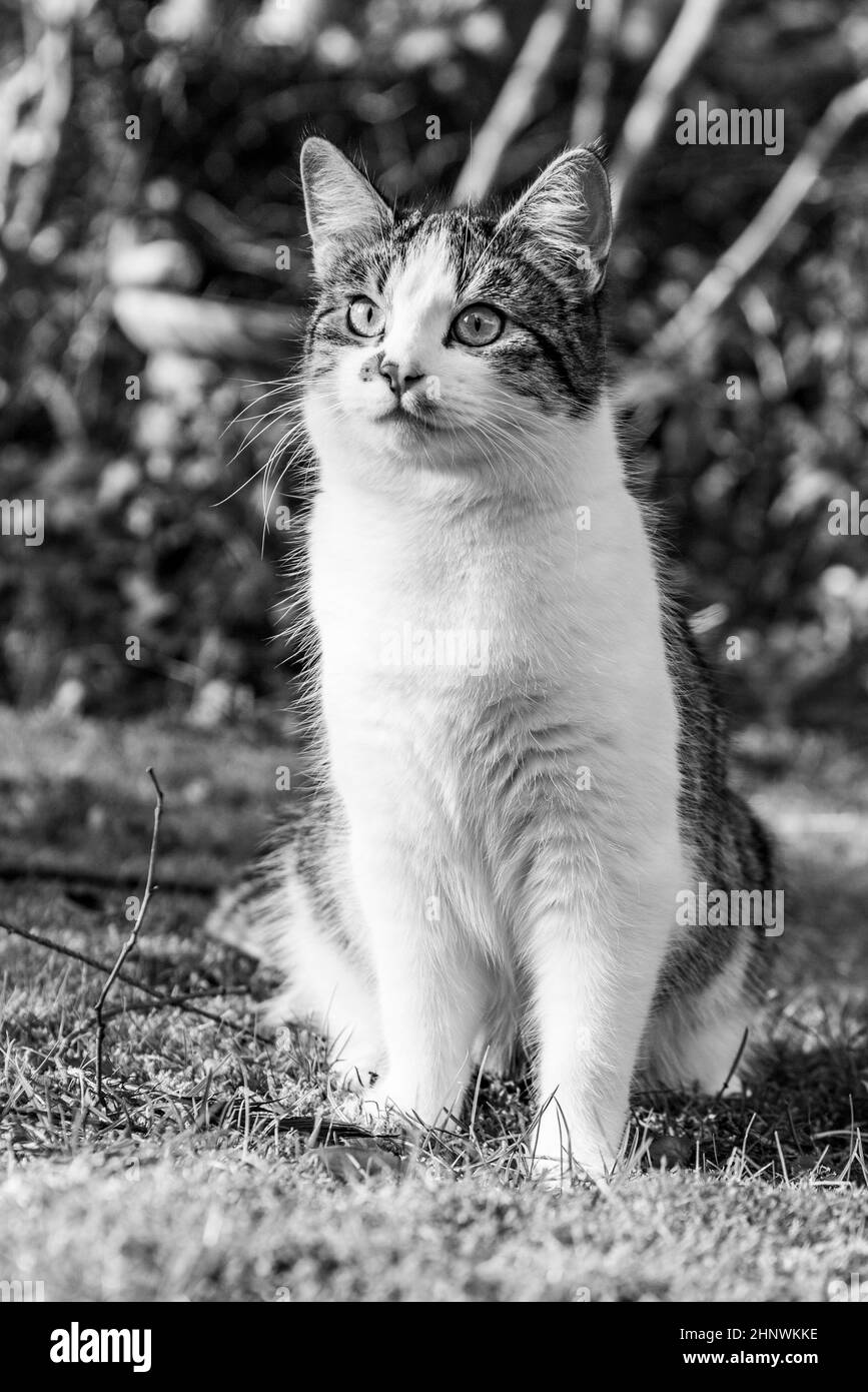 joli jeune chat aime le jardin Banque D'Images