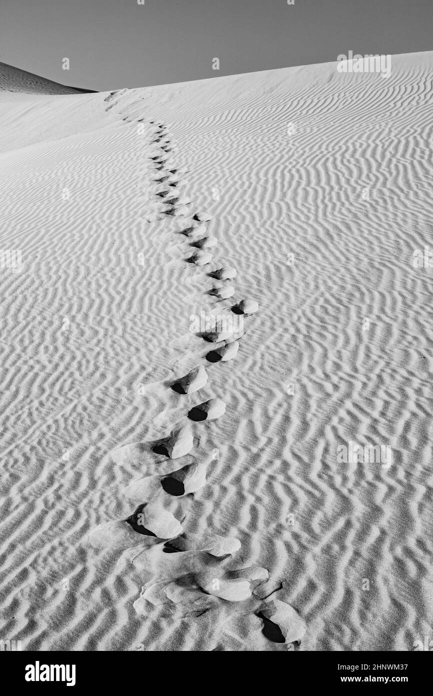 belle dune de sable au lever du soleil dans le désert de sonoran avec des traces humaines dans le sable Banque D'Images