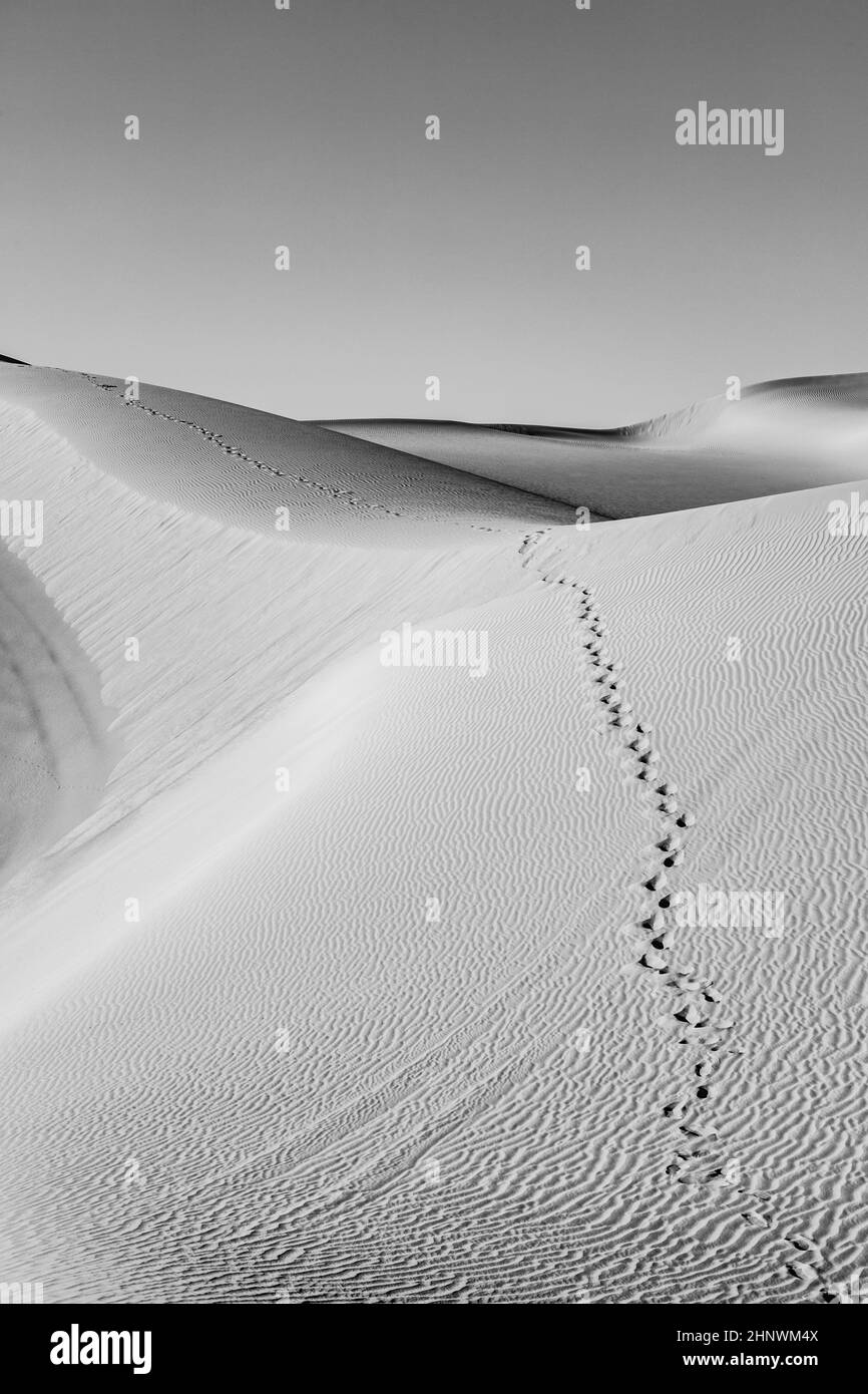 belle dune de sable au lever du soleil dans le désert de sonoran avec des traces humaines dans le sable Banque D'Images