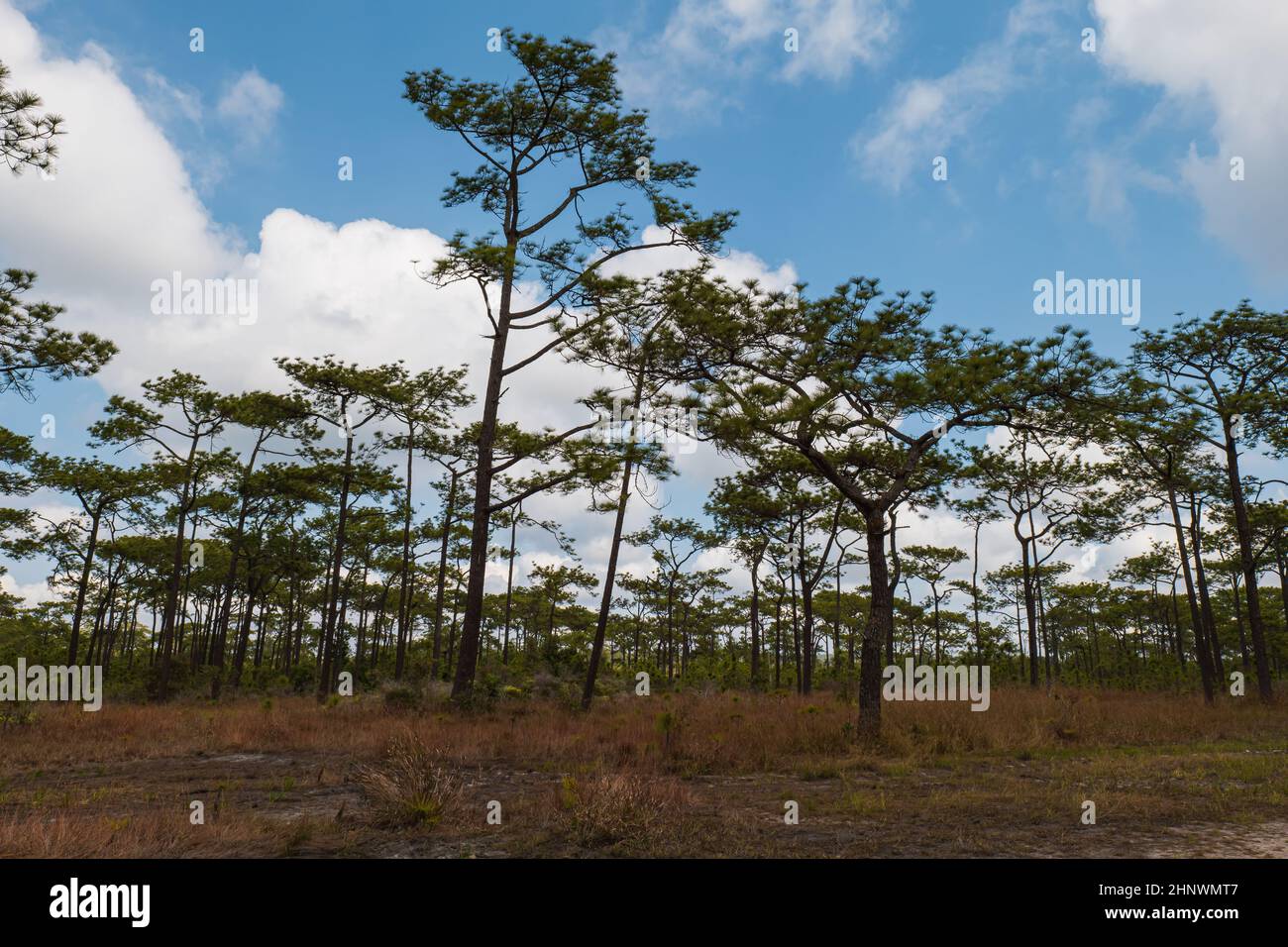 Vue des pins dans le champ de foin sur fond bleu ciel nuage. Banque D'Images