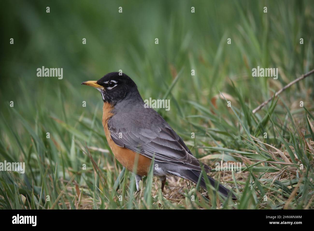 Gros plan d'un oiseau dans l'herbe (oiseau: Le robin américain) Banque D'Images
