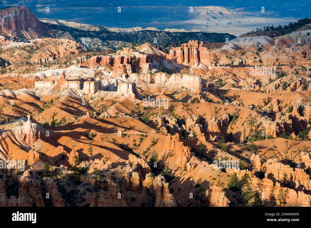 Magnifique canyon de Bryce sous la lumière du premier matin Banque D'Images