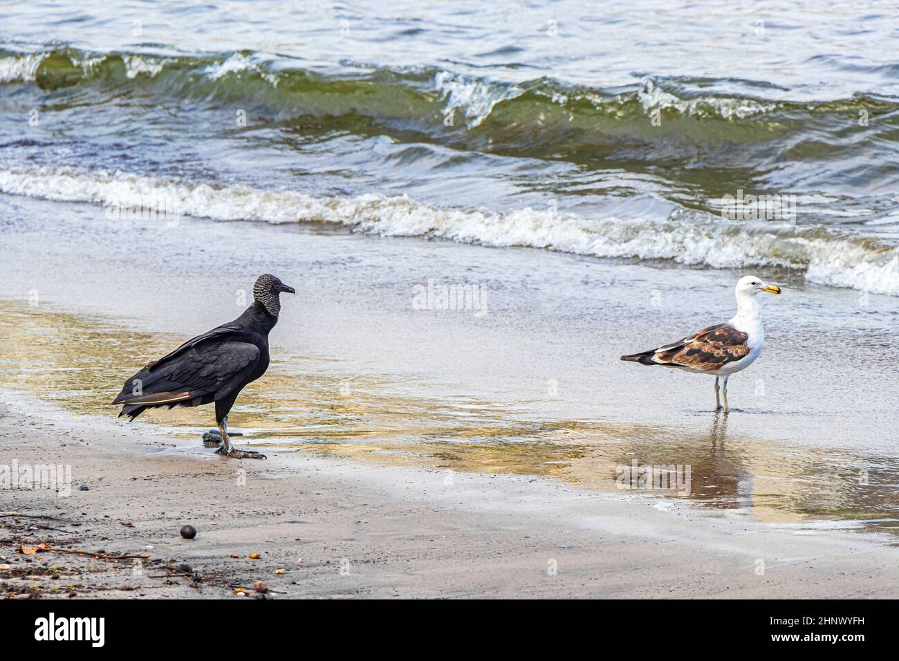 La Vulture Noire tropicale Coragyps atratus brasiliensis et un moulus sur le sable de la plage de Botafogo à Rio de Janeiro au Brésil. Banque D'Images