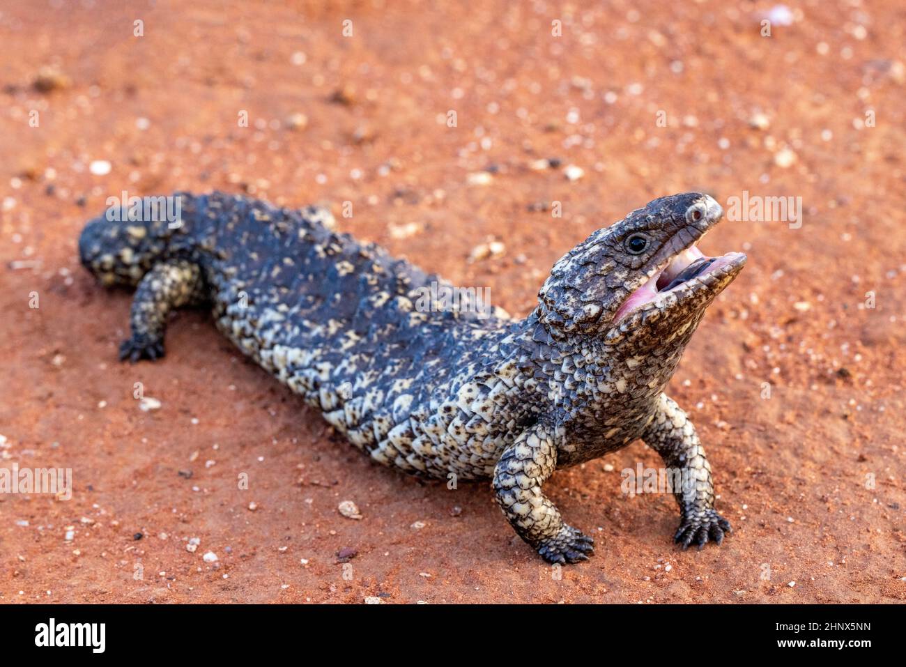 Lézard à dos unique australien avec la bouche ouverte montrant sa langue bleue Banque D'Images
