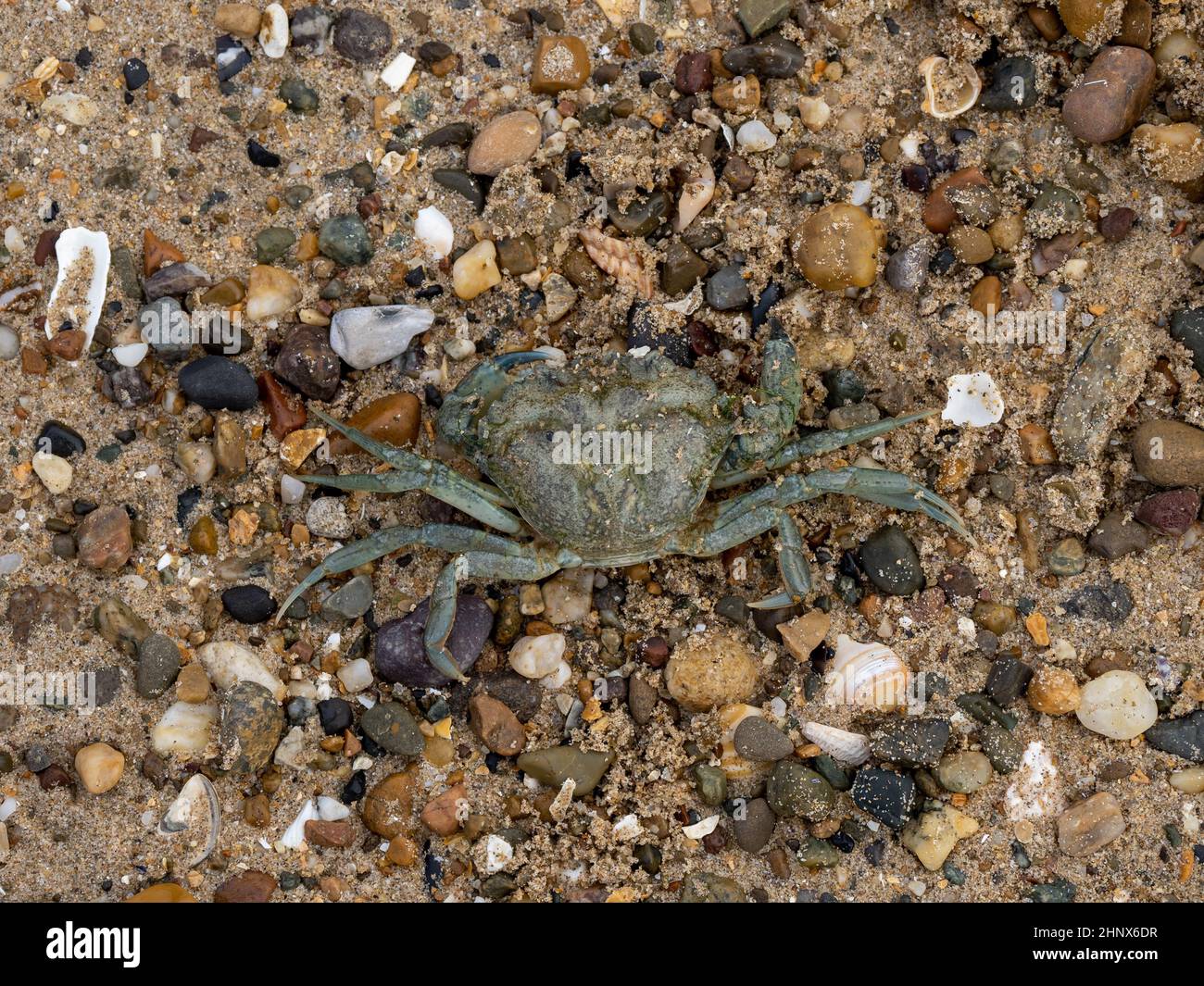 Dead European Green Crab sur Llanddwyn Beach sur Anglesey.Également connu sous le nom de crabe de la côte européenne. Banque D'Images
