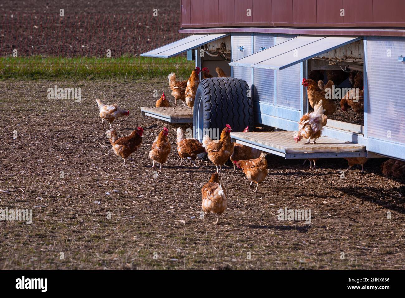 poulets à l'extérieur d'un abri de poulet mobile par une journée ensoleillée Banque D'Images