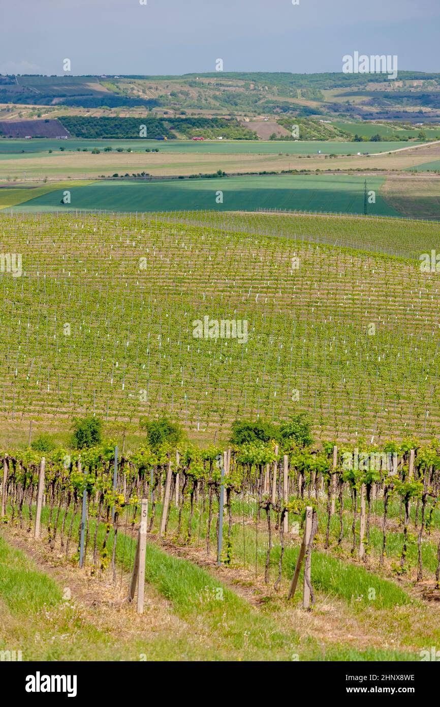 Vignes, Palava, région de la Moravie, République Tchèque Banque D'Images