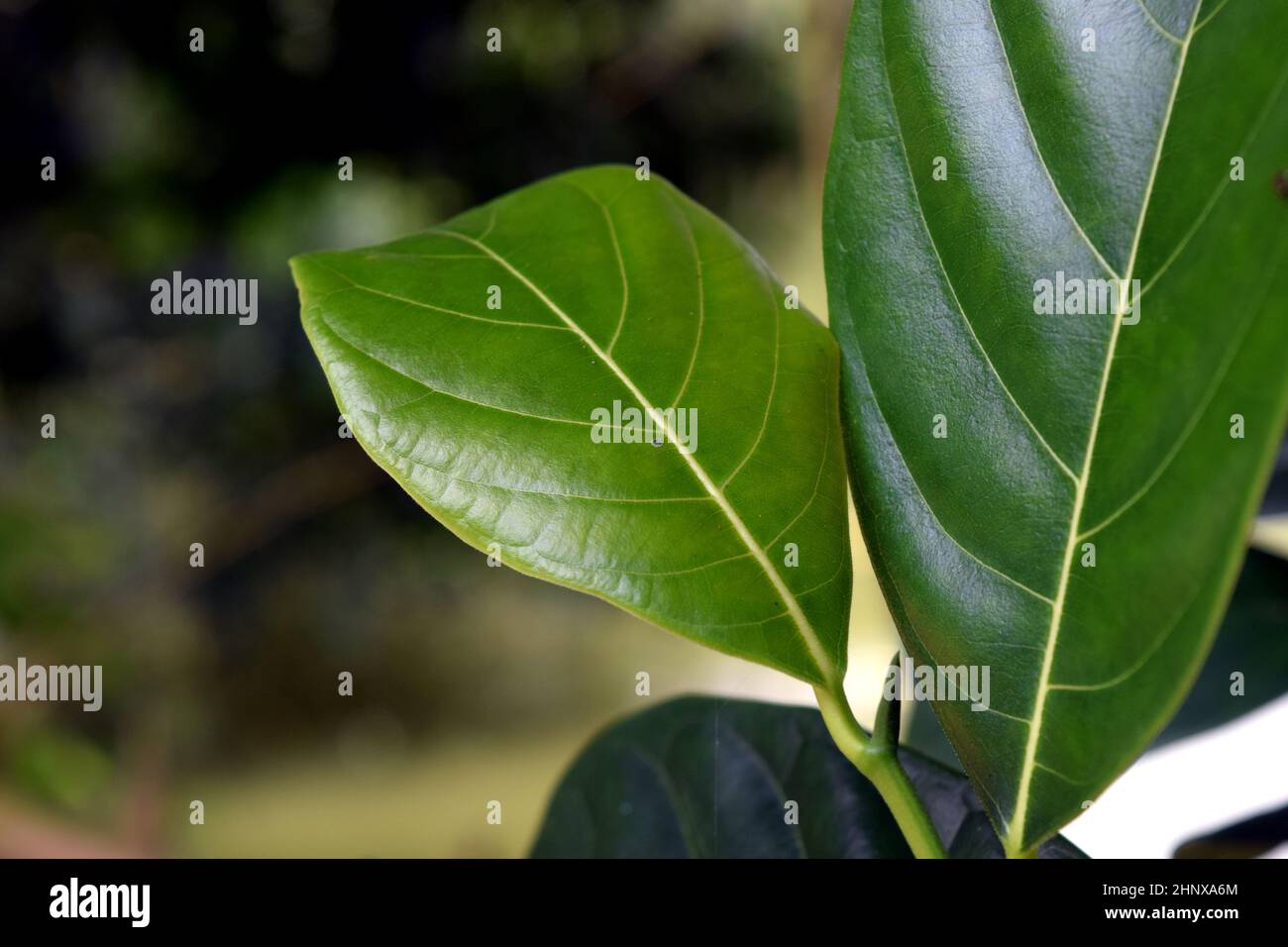 Feuilles de jackfruit vert dans la nature. Banque D'Images