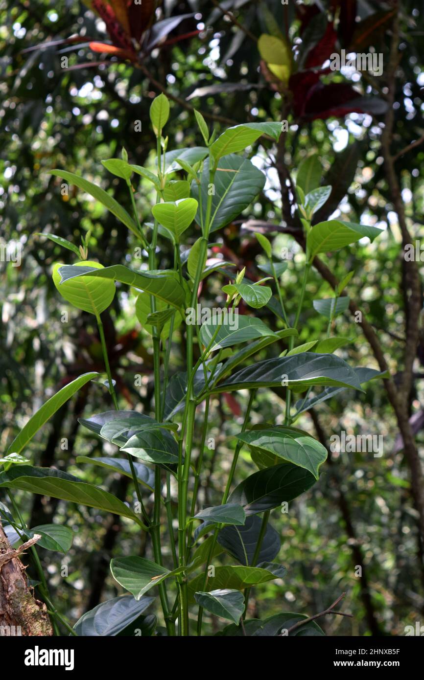 Le vert Jackfruit laisse un arrière-plan dans la nature. Banque D'Images