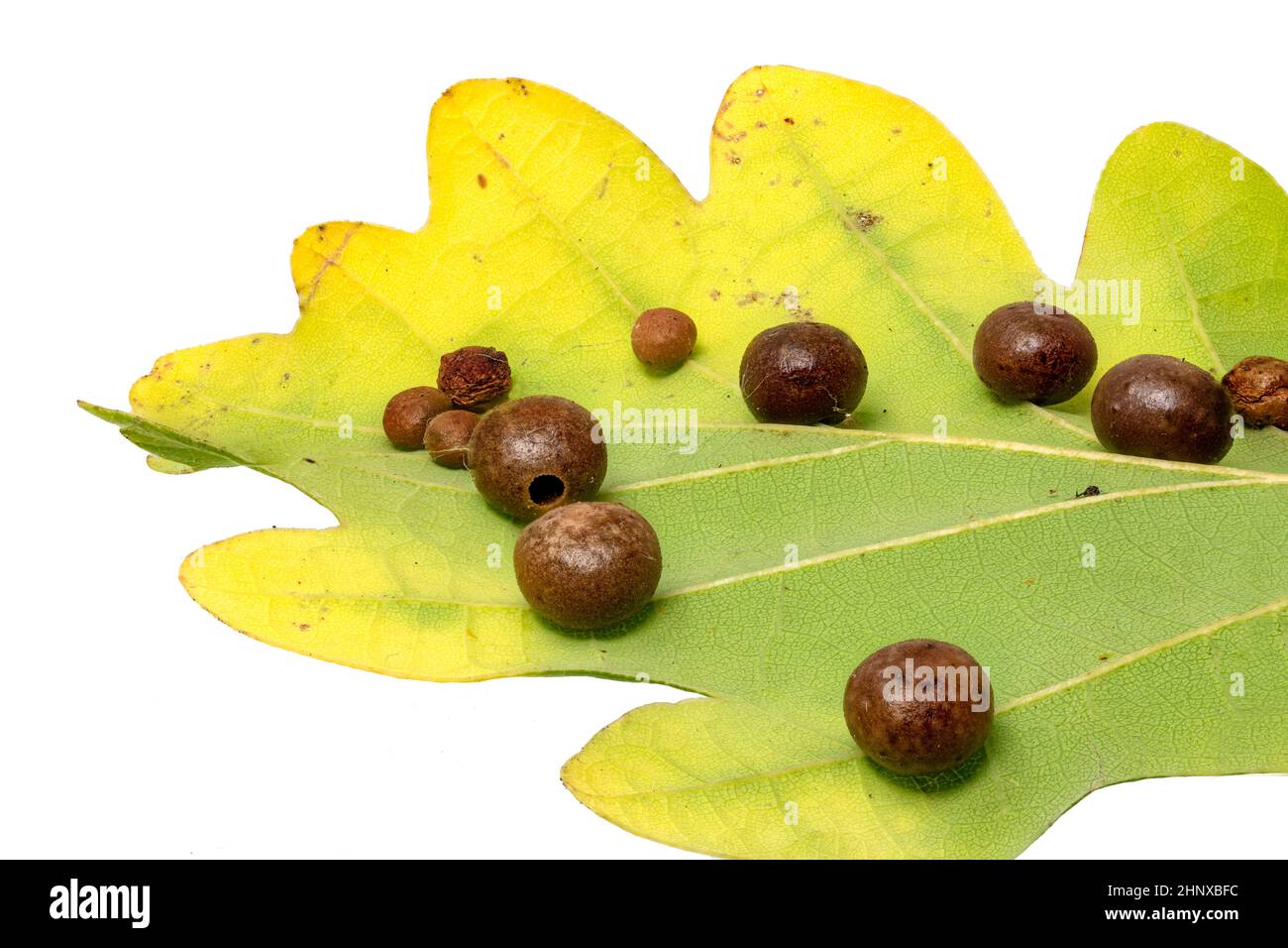 Détail d'une feuille de chêne avec embrayage de wasps de Galle Cynipidae isolé sur blanc Banque D'Images