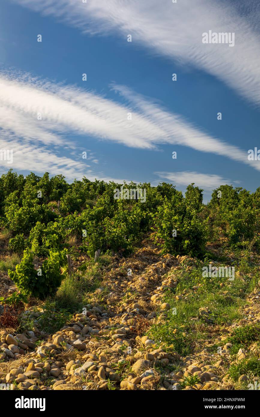 Vignoble typique avec des pierres près de Châteauneuf-du-Pape, Côtes du Rhône, France Banque D'Images