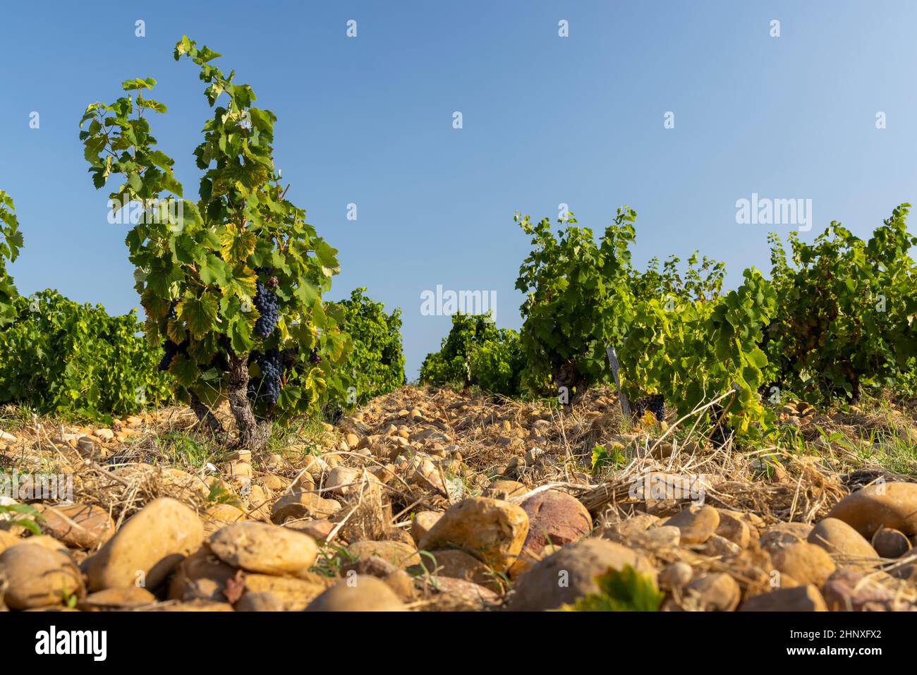 Vignoble typique avec des pierres près de Châteauneuf-du-Pape, Côtes du Rhône, France Banque D'Images