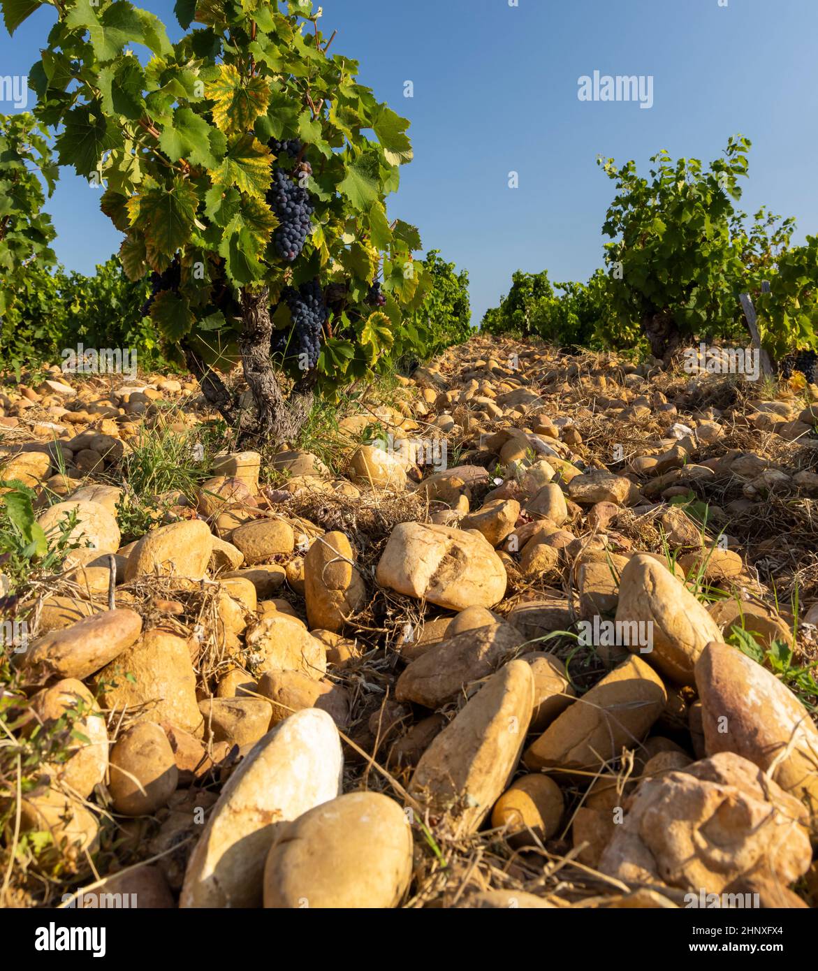 Vignoble typique avec des pierres près de Châteauneuf-du-Pape, Côtes du Rhône, France Banque D'Images