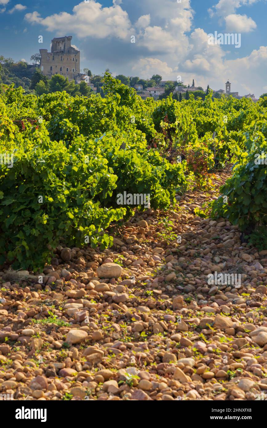 Vignoble typique avec des pierres près de Châteauneuf-du-Pape, Côtes du Rhône, France Banque D'Images