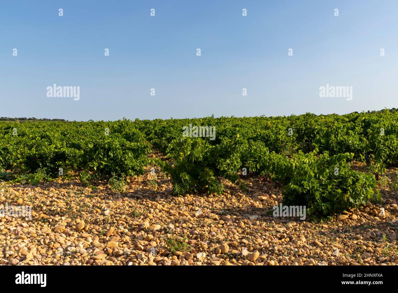 Vignoble typique avec des pierres près de Châteauneuf-du-Pape, Côtes du Rhône, France Banque D'Images