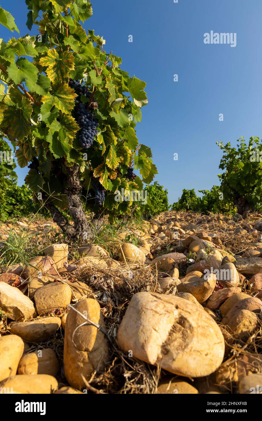 Vignoble typique avec des pierres près de Châteauneuf-du-Pape, Côtes du Rhône, France Banque D'Images