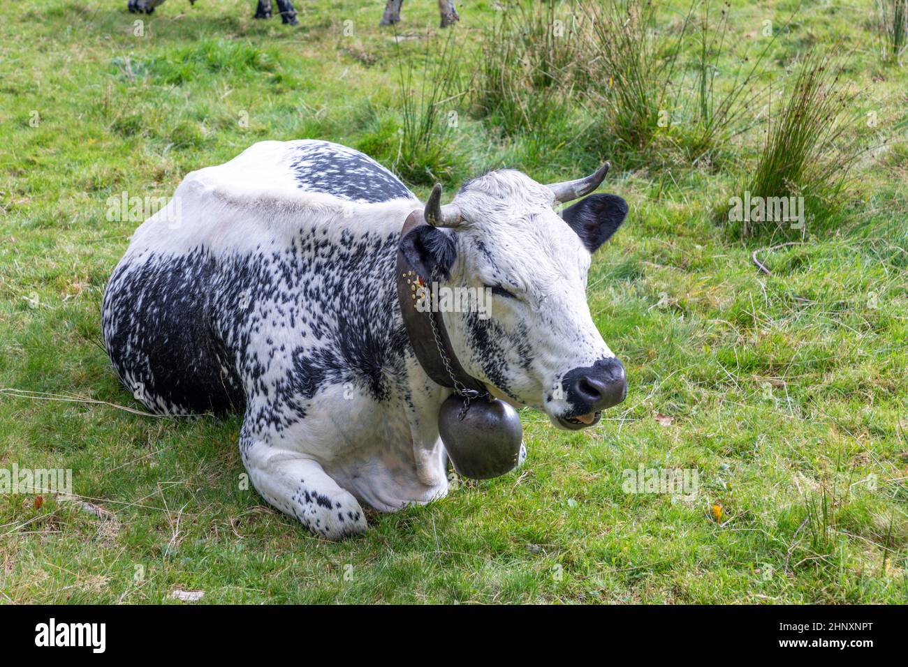 Vaches holstein avec cowbell dans la région Alsace en france reposant dans la prairie alpine Banque D'Images