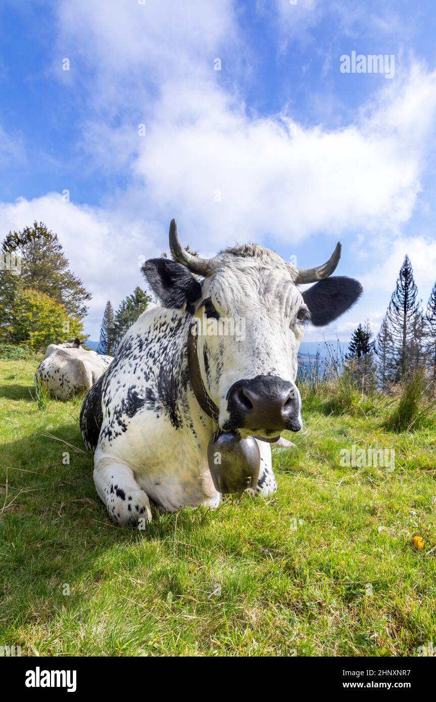 Les vaches holstein dans la région Alsace en france râpe dans la prairie alpine Banque D'Images