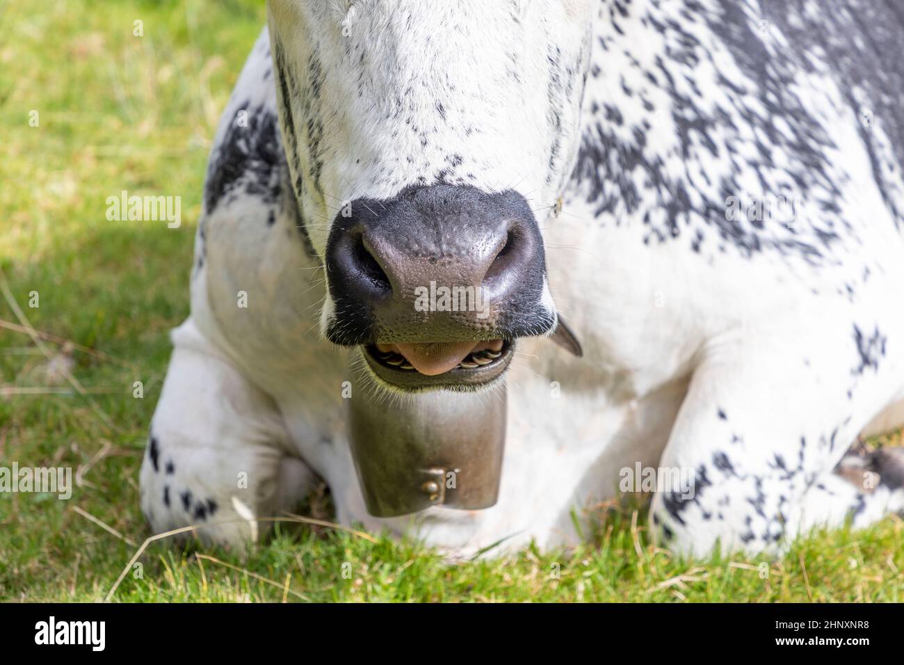 Les vaches holstein dans la région Alsace en france râpe dans la prairie alpine Banque D'Images