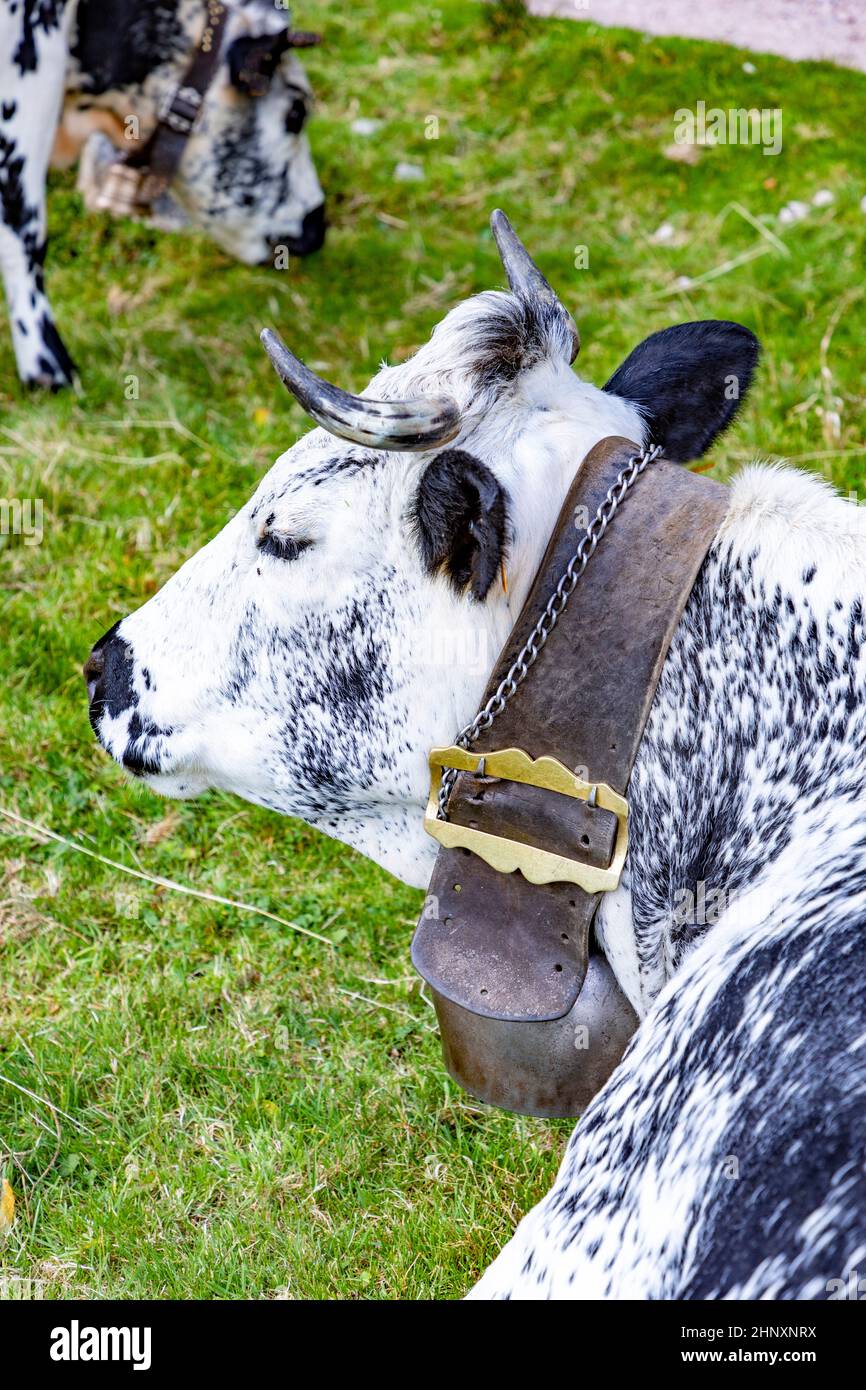 Vaches holstein avec cowbell dans la région Alsace en france reposant dans la prairie alpine Banque D'Images