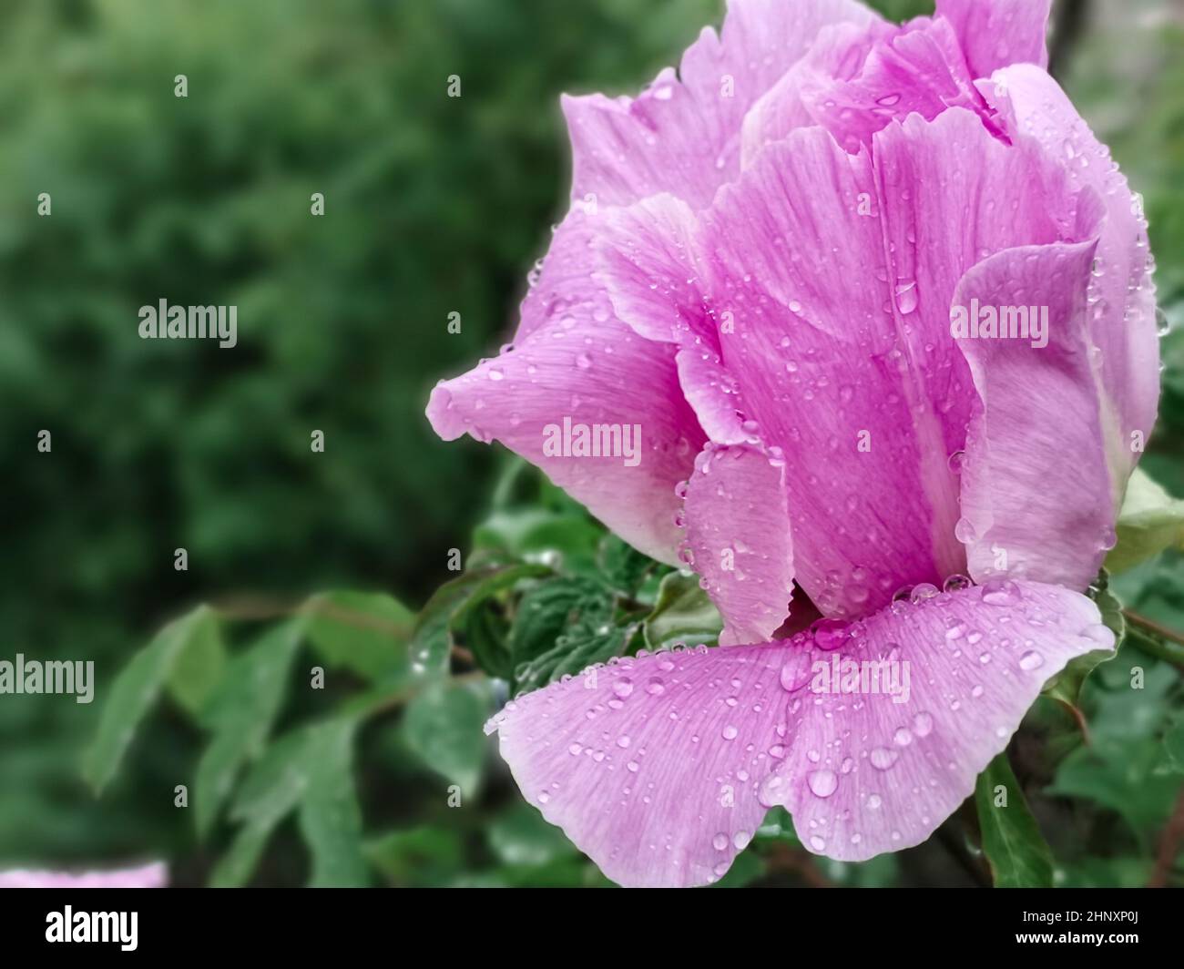 Bourgeon rose d'arbre pivoine en gouttes de rosée sur les pétales après la pluie, vue rapprochée Banque D'Images