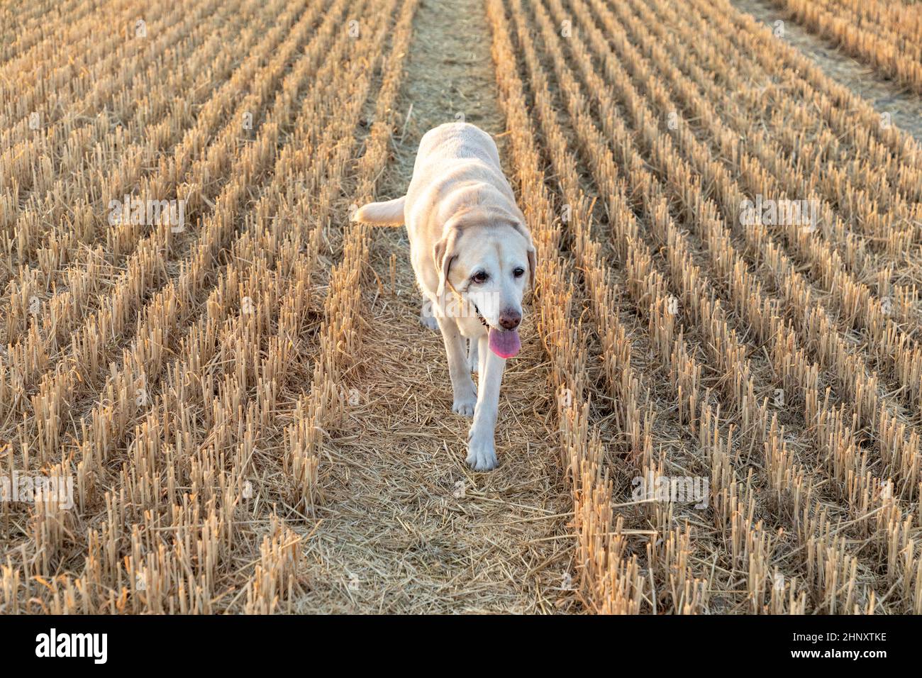 le chien du labrador aime courir dans le champ de maïs récolté Banque D'Images