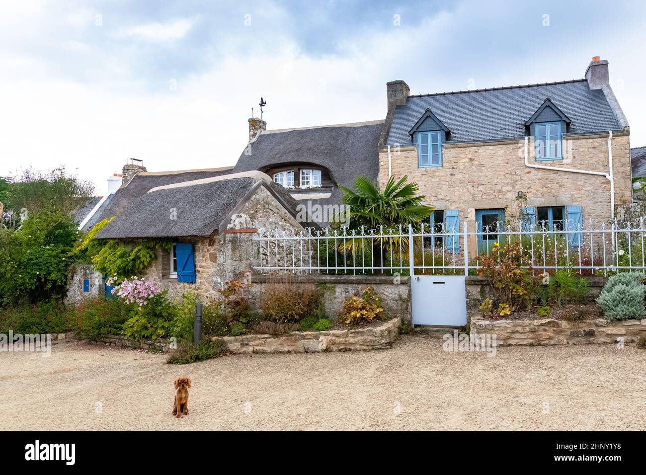 Bretagne, Ile aux Moines dans le golfe du Morbihan, gîte de chaume dans le village, avec un chiot Banque D'Images