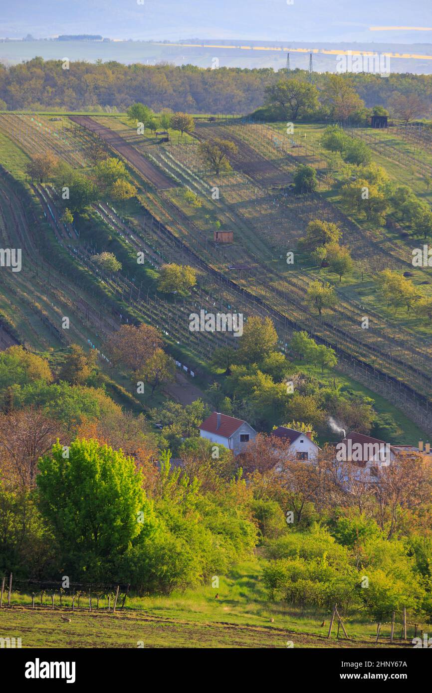 Vignoble de printemps près de Mutenice, Moravie du Sud, République tchèque Banque D'Images