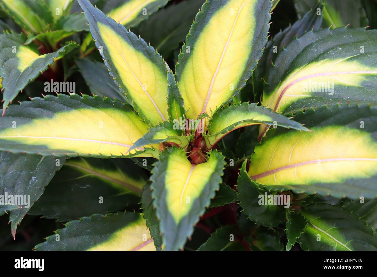 Feuilles jaunes et vertes variétées sur plantes inpatien. Banque D'Images