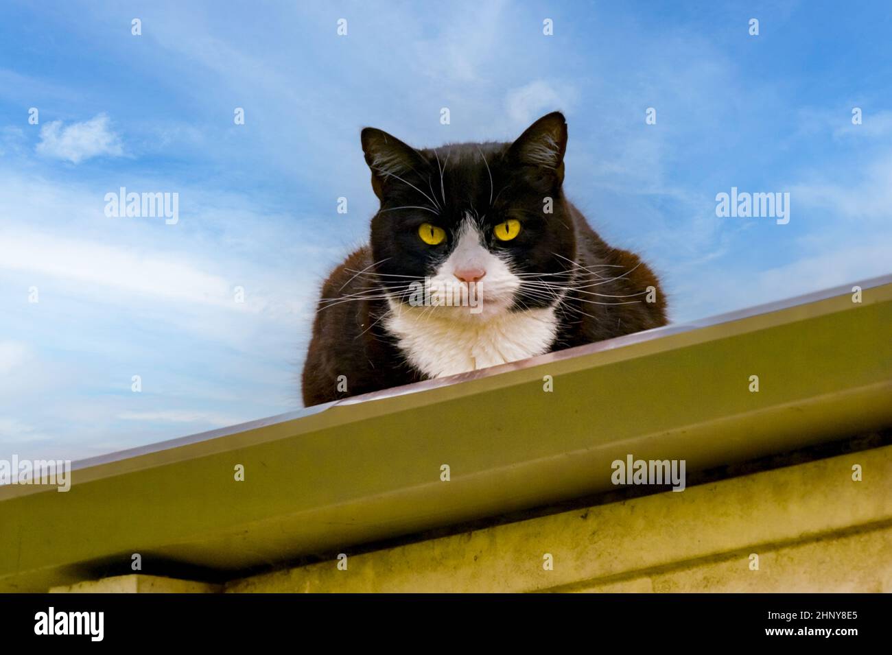 Chat noir et blanc qui descend du sommet d'un abri de toit, Royaume-Uni Banque D'Images