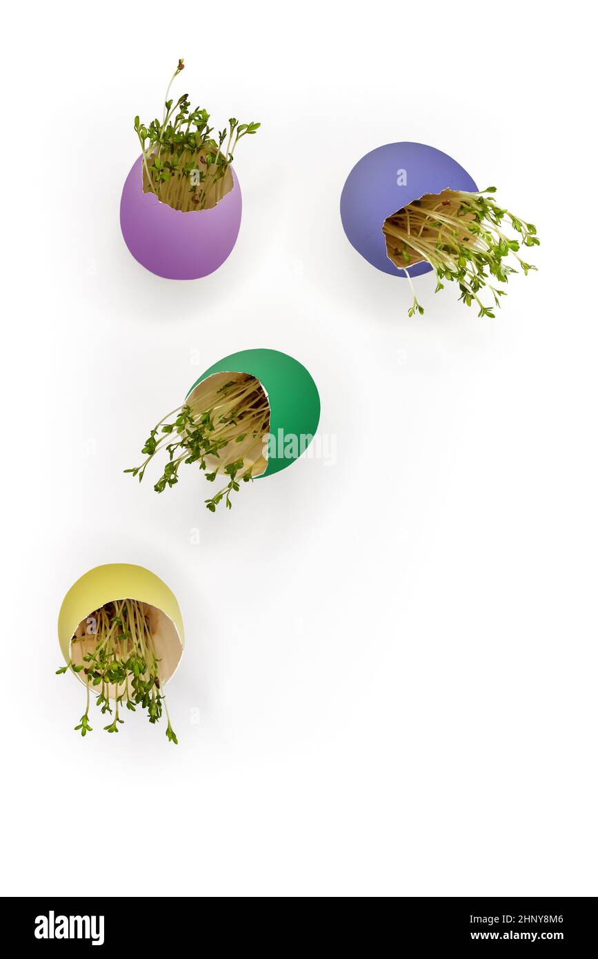 Oeufs de Pâques multicolores avec pousses vertes germées, volant et levant sur un fond blanc. Banque D'Images