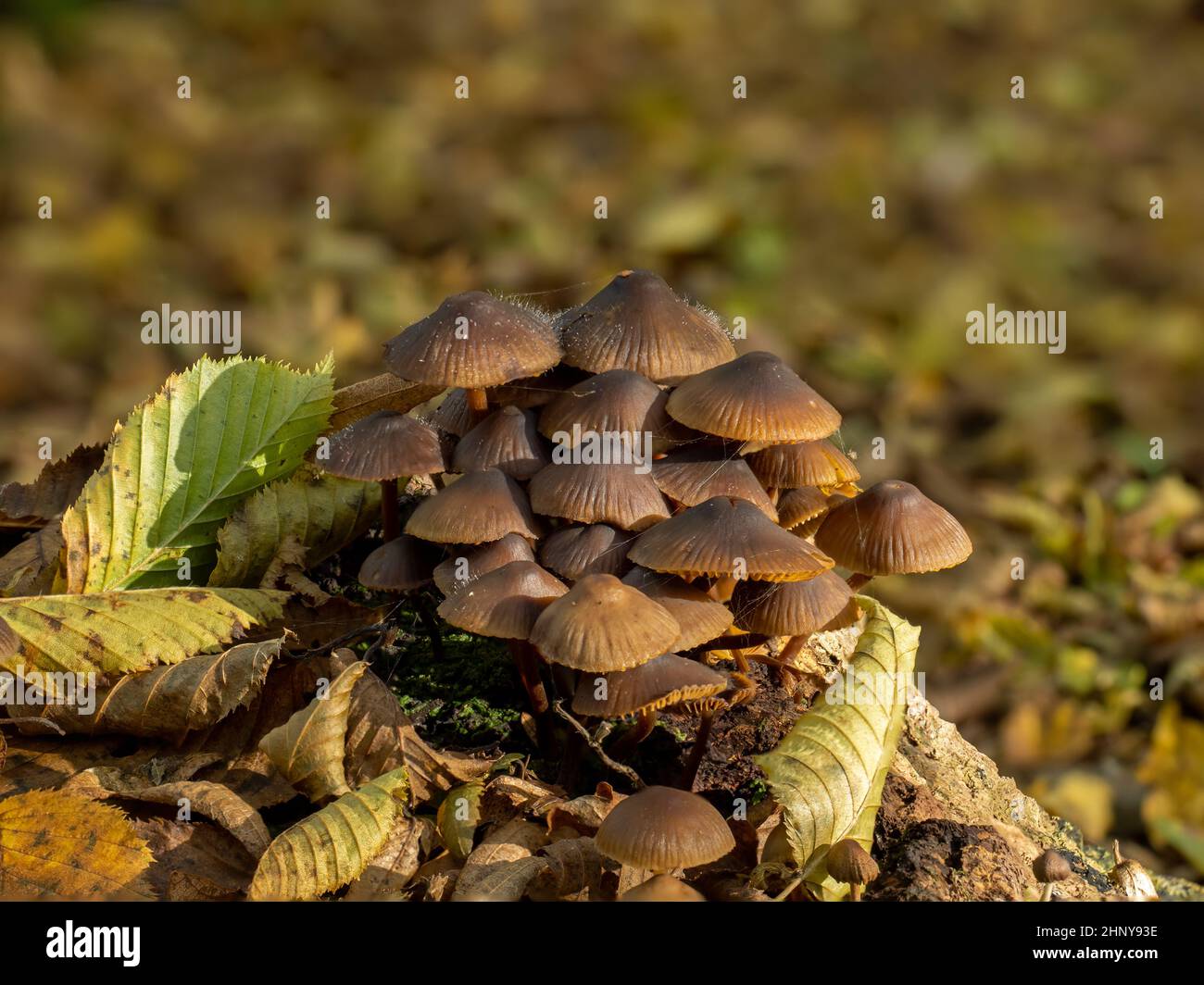 Champignons des espèces de Bonnet dans les bois, avec la moisissure de Bonnet poussant sur les chapeaux. Banque D'Images