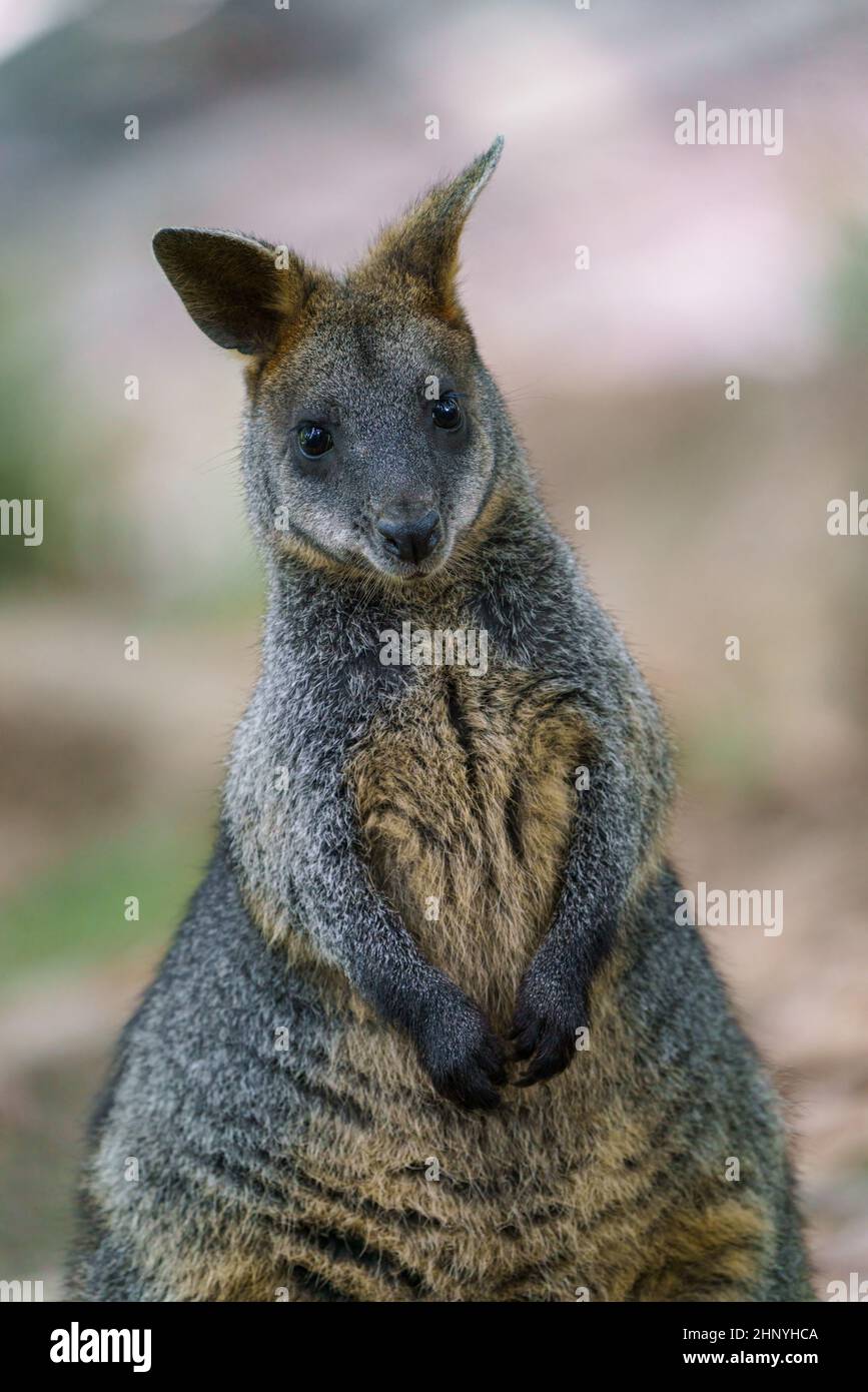 Marais Wallaby, Wallabia bicolore.Connu sous le nom de wallaby noir Banque D'Images