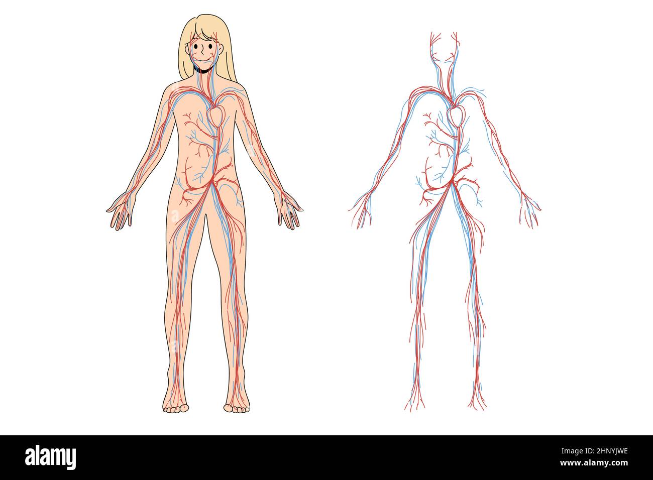 Femme système circulatoire artériel et veineux. Schéma des vaisseaux sanguins féminins sur une affiche ou une bannière d'éducation. Infographies médicales de la personne. Science et medi Banque D'Images