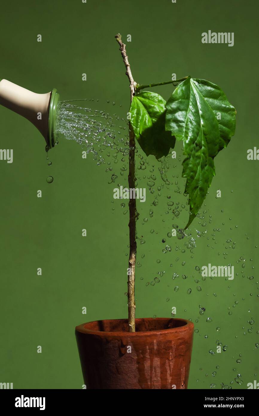 Des gouttes d'eau provenant d'un arrosoir sur une plante dans un pot de fleurs sur fond vert. Soin et arrosage des plantes, protection de l'écologie et le problème Banque D'Images