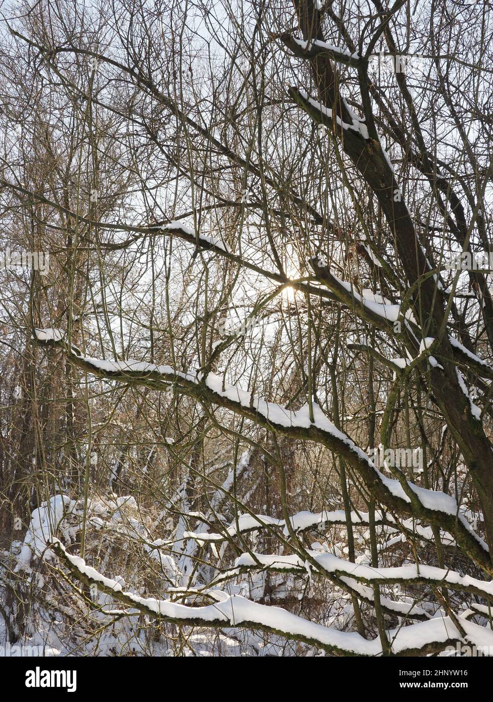 Grands arbres dans une forêt couverte de neige après une forte chute de neige, ruches en arrière-plan, fond saisonnier Banque D'Images Grands arbres dans une forêt couverte de neige après une forte chute de neige, ruches en arrière-plan, fond saisonnier Banque D'Images