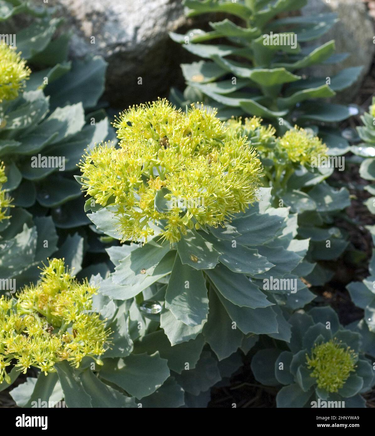 Rosenwurz, Rhodiola rosea ist eine wichtige Heilpflanze mit gelben und rosa Blueten deren Wurzeln genutzt werden.La racine de rose, Rhodiola rosea, est un imp Banque D'Images