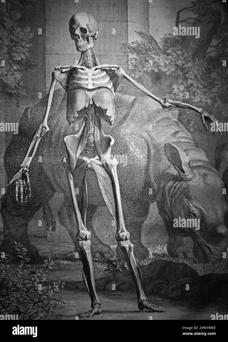 Le squelette et les muscles du corps humain par Bernhard Siegfried Albinus et illustrateur et graveur Jan Wandelaar.1747 Banque D'Images