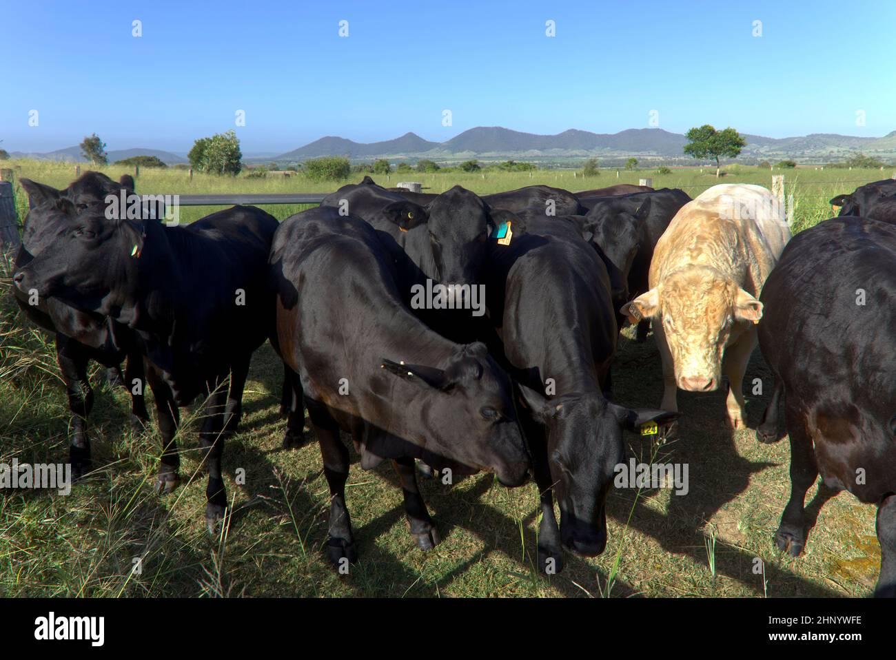 Taureau charolais avec bétail Black Angus dans les cours de Coalstoun Lakes Queensland Australie Banque D'Images