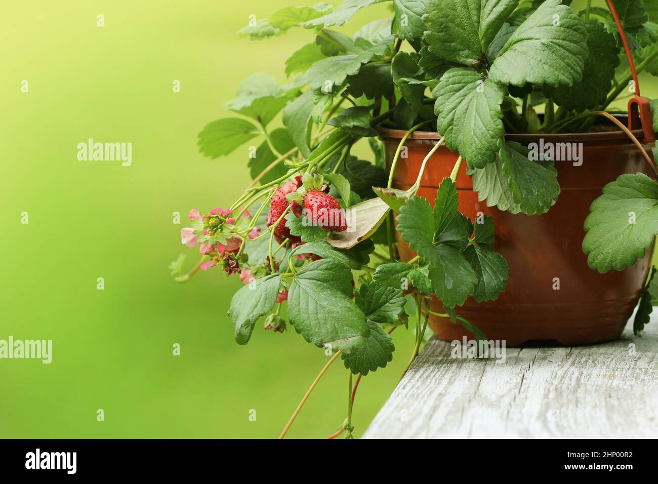 Fraisier alpin en pot avec fleur rose sur green backgroun . Banque D'Images