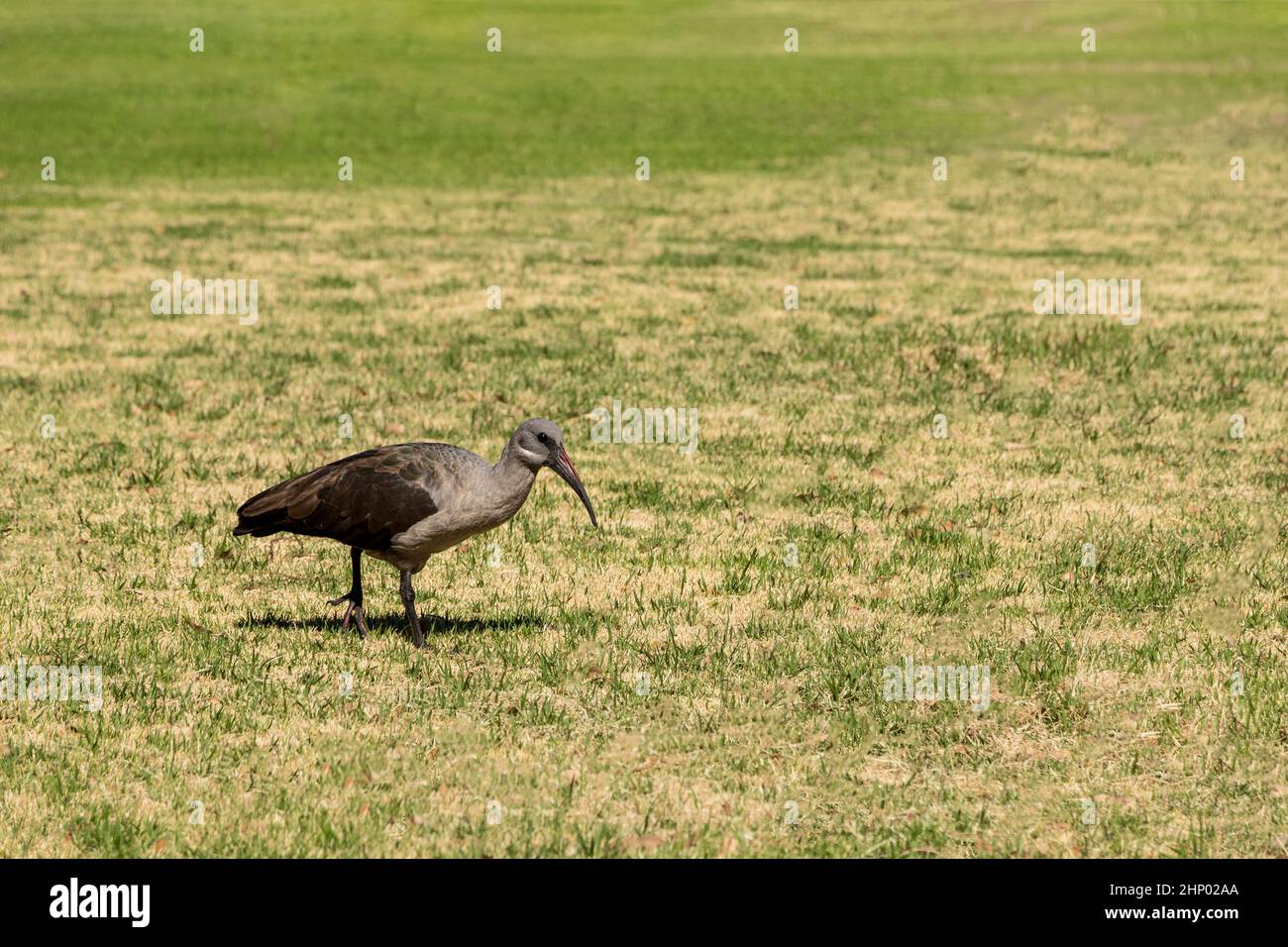 Ibis hagedash, beaux oiseaux sauvages en Afrique du Sud Banque D'Images