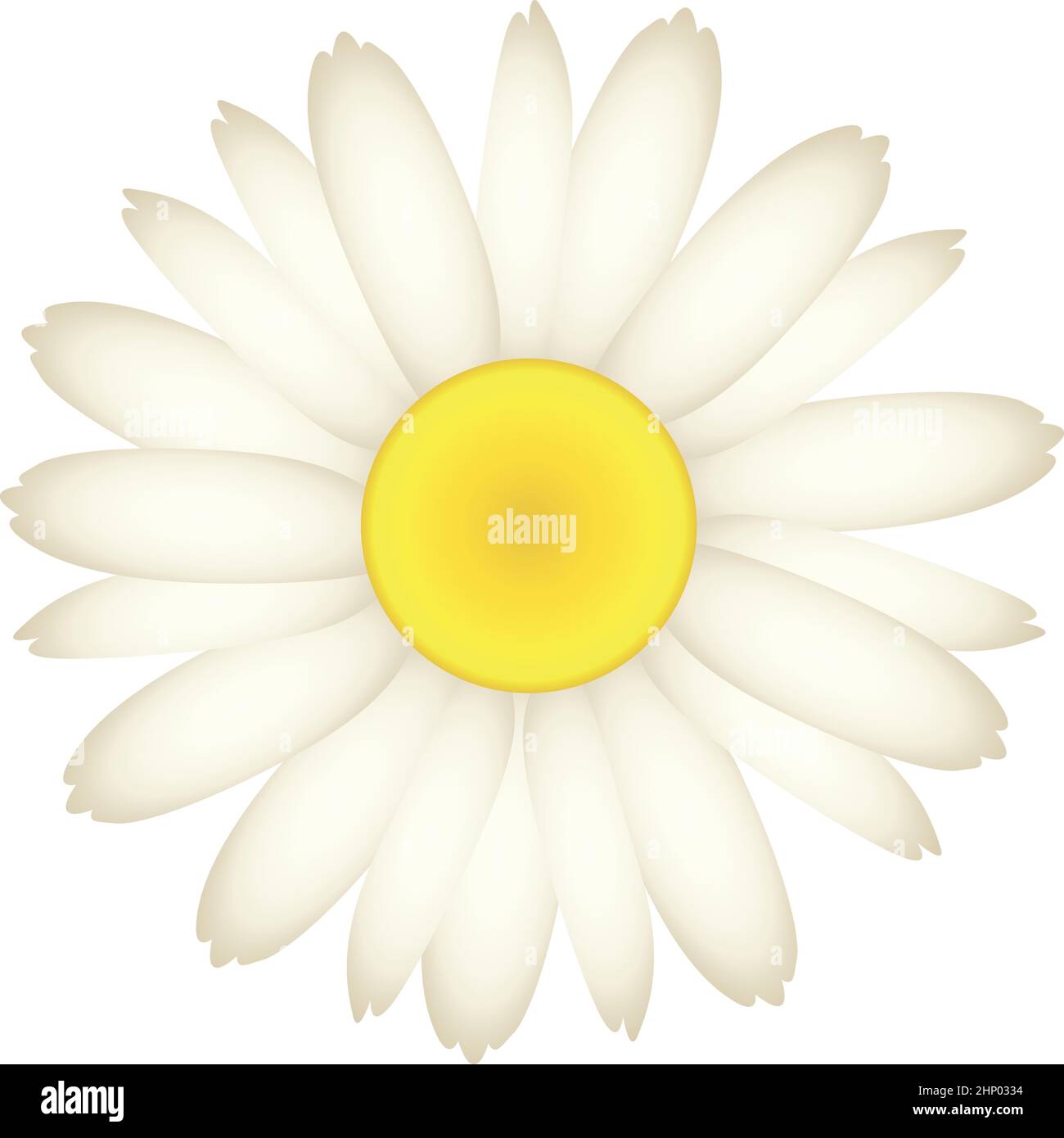 Fleur de pâquerette. Fleurs de camomille. Belle plante de jardin Illustration de Vecteur