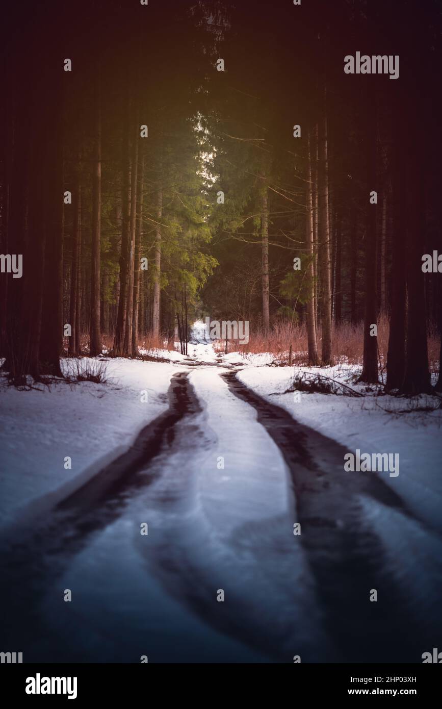 Route forestière en hiver avec neige et arbres Banque D'Images