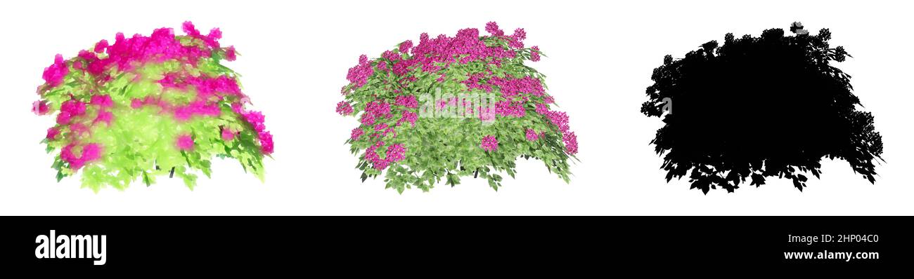 Ensemble ou collection de buissons de Bougainvilliers, peints, naturels et comme une silhouette noire, isolés sur fond blanc. Banque D'Images