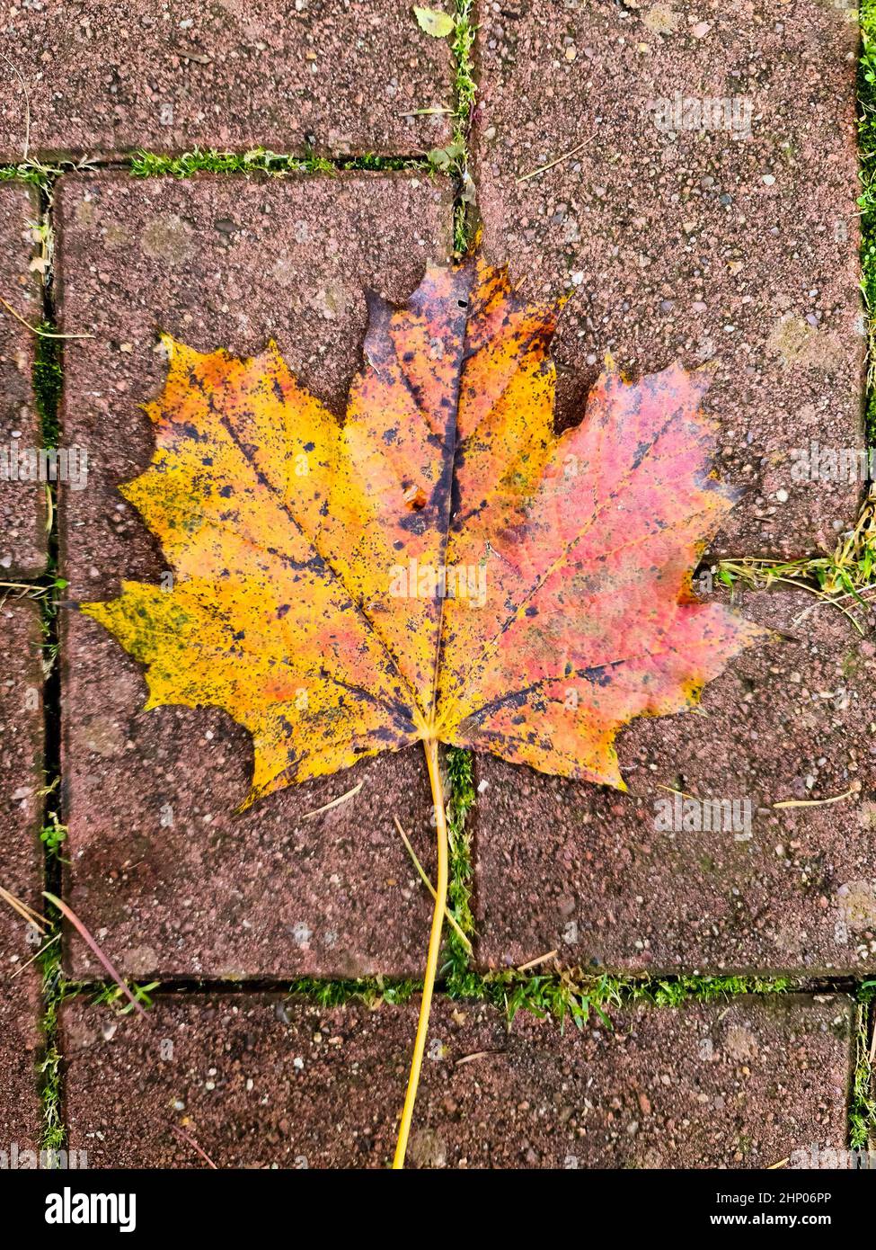 Feuilles d'automne colorées pour les arrière-plans ou les textures Banque D'Images