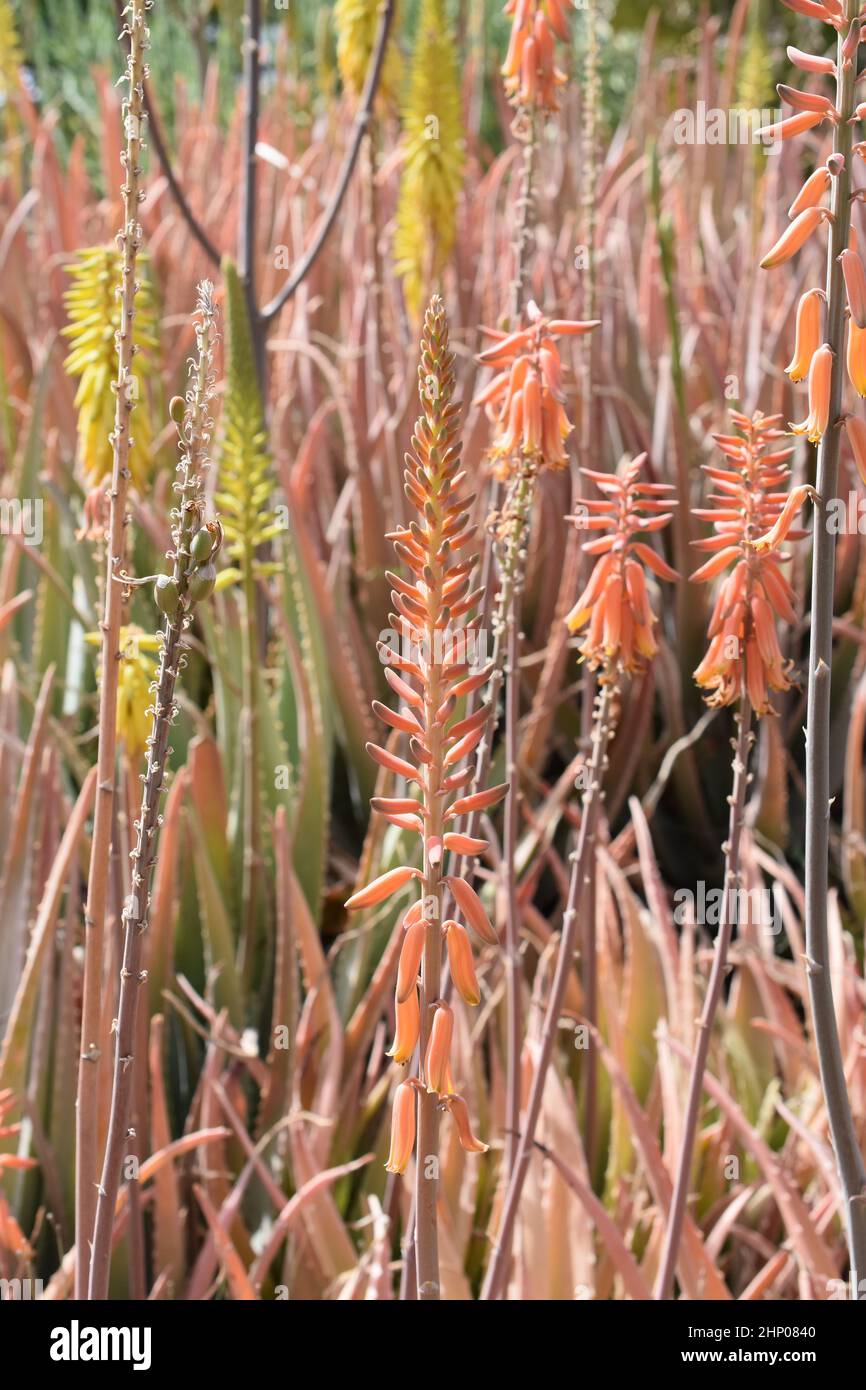 Grand groupe de fleurs d'aloès orange et jaune Banque D'Images