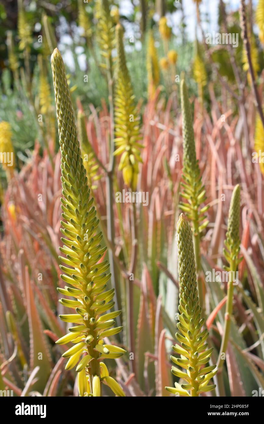 Grand groupe de fleurs d'aloès orange et jaune Banque D'Images